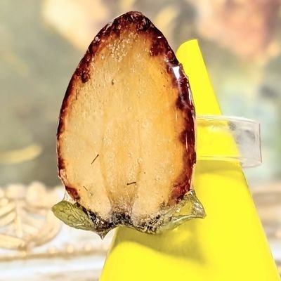 mmnt7mry's profile picture. 本物のお花、果物、野菜を用いたアクセサリーを創作中。
一瞬、刻を止めて旬を閉じ込めました。それでも段々と枯れ朽ちゆく様を、身につけてメメントモリをする。時間が経つにつれセピア色に変わっていくのも楽しんでください🌸