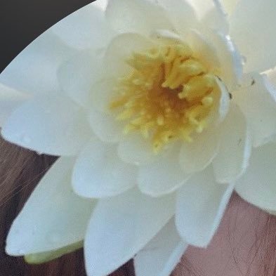 crsngi's profile picture. nsfw and minors dni | #talking2myself 777