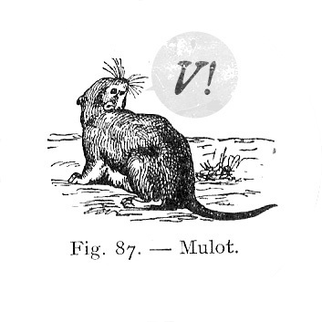 vmulot's profile picture. Développeur, Intégrateur web