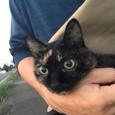 ksdnenn's profile picture. 競馬 競輪 猫 たまに懸賞＆ポイ活 出会いは no thank you !! 高市総理を絶対に支持！