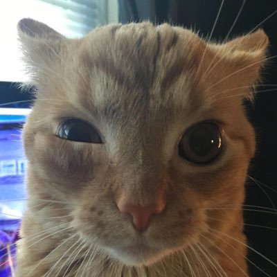 BiasYfiction's profile picture. our last dream #อวยนิยายว๊าย fav.18+ ⚠️ | 晏沈 | 💴🌸 | 🌟👮🏻‍♀️| บักอูยอน | บันทึกการอ่าน  #ว๊ายอ่านไรอ่ะ #แผงร้านของจจ | work pls contact IG: biasYfiction