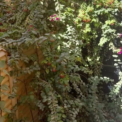 alhdyqt3659's profile picture. ابحث عن كل معلومة لحديقة منزلي