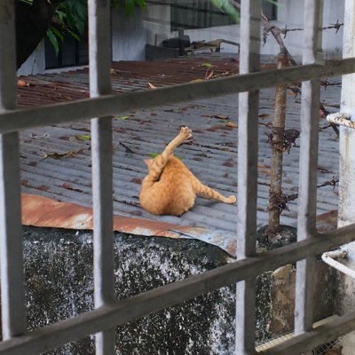 f0rb1ddenLime's profile picture. 