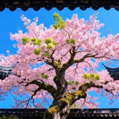 Guoguodorothy's profile picture. 