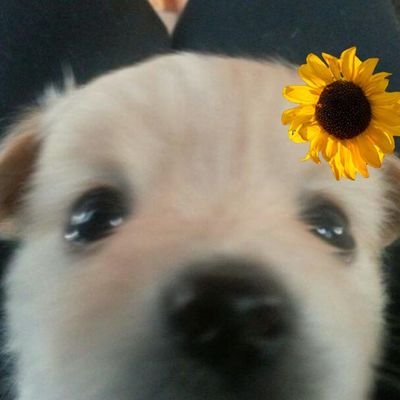 rkddkwlfmf's profile picture. 귤과 강아지를 사랑합니다