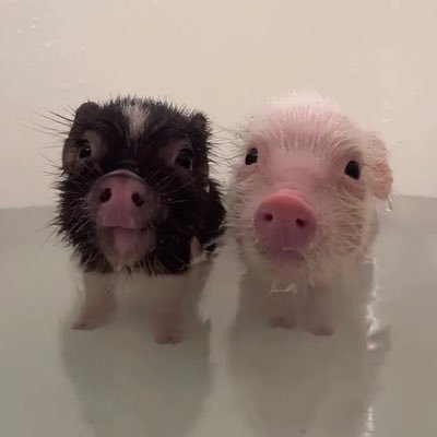 Ioonghh's profile picture. 