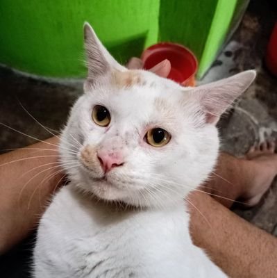 haegang302's profile picture. Nyari apa bang ?