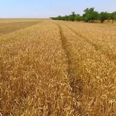 AgrifitFarm's profile picture. Farmers🌱, 12% more yield-even when skies stay dry🌾. That means 12% more cash 💰. Works with all NPK crops . Sprayed by NutriPlant. https://t.co/YEukvHdMSa