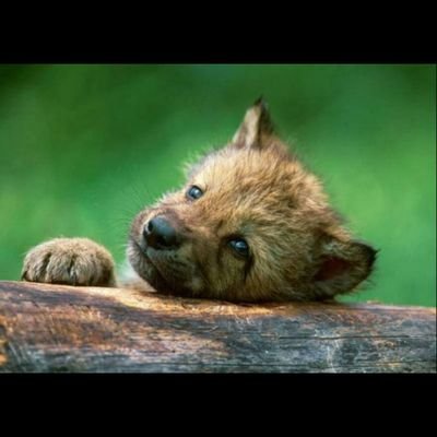 francesca4rada's profile picture. 