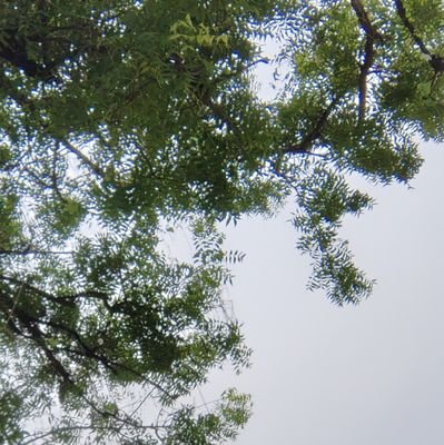 thefoxuser's profile picture. 