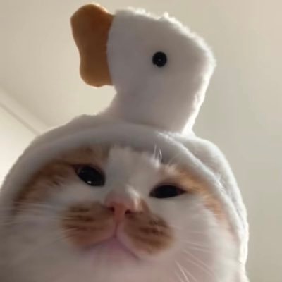 foxlmsy08's profile picture. Cat lover🐱Only for LMSY—Please follow me, I’ll sweetly follow back.🌌