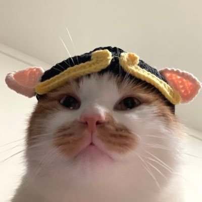 foxlmsy14's profile picture. Cat lover🐱Only for LMSY—Please follow me, I’ll sweetly follow back.🌌