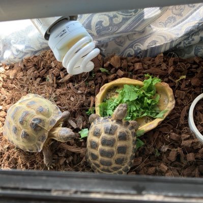 NextParejaev's profile picture. 趣味垢です。好きな事をポストして行きます

□プロレスリング　□格闘技　□生き物飼育　etc