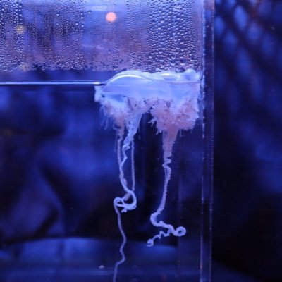 shy_e12's profile picture. 💯Ⓜ️宮トガ宮、海財、森トガ、カバトガetc… 20⬆️ 原作履修済