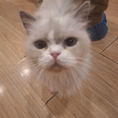 pstf11458964's profile picture. 一个潜伏在中国的纯正的大西洋主义者，馬蹄鐵大一統理論支持者/You block=I win