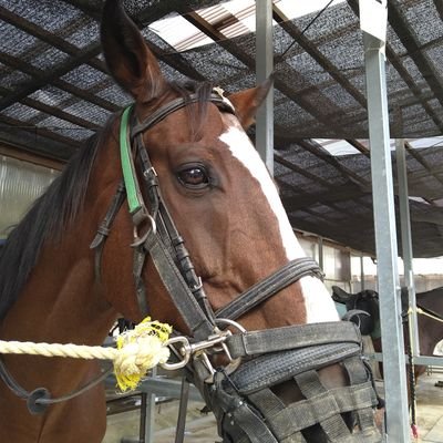 MONTANA_MONTTY's profile picture. ドライバーやってます
乗馬が趣味　彼らと共にいられる喜びを分かち合いたい
心理学と精神医学、勉強中です
ちょっぴりゲーム好き　よろしく