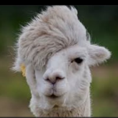 JoYa1966_'s profile picture. מורה נבוכים