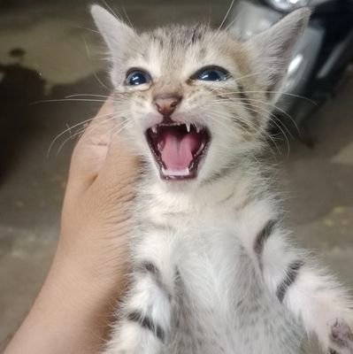 billa__insane's profile picture. @marxbadi_billa alt/backup, idk what I'm gonna do of this profile so subject to change.