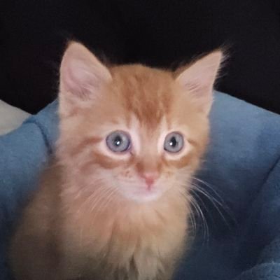 IanNaoTem's profile picture. AI enthusiast