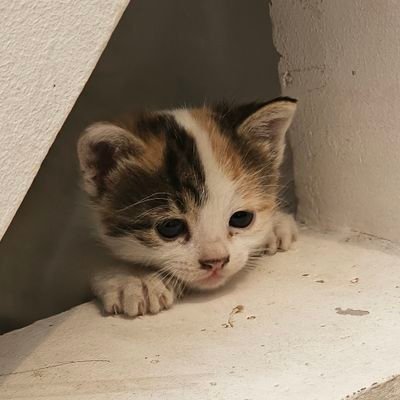 cheko_222's profile picture. Artist 🇸🇦