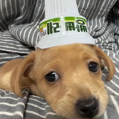 CNiruttinanon's profile picture. 진보적이고 변화하는 삶을 살기 위해서는 끊임없이 노력하고 투쟁해야 합니다 🇬🇧🇰🇷