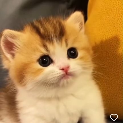 hellosaad09's profile picture. 