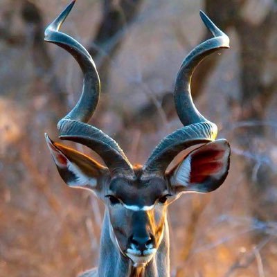 Chiefs275's profile picture. 2A vs World. See ball, hit ball