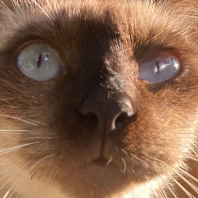 honeybuttabread's profile picture. onyut yaoi yippie :333