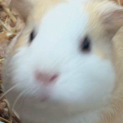 onborokuruma's profile picture. 