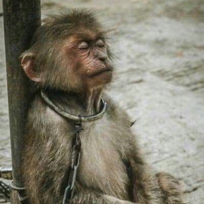 ianofoswestry's profile picture. #Vegan #Pigoneer #GTTO No DMs thanks. Also @ianofoswestry@mastodonapp.uk