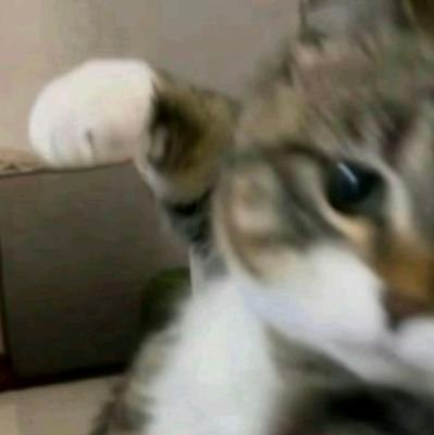 mileneza's profile picture. sou bué cenas // gosto de árvores