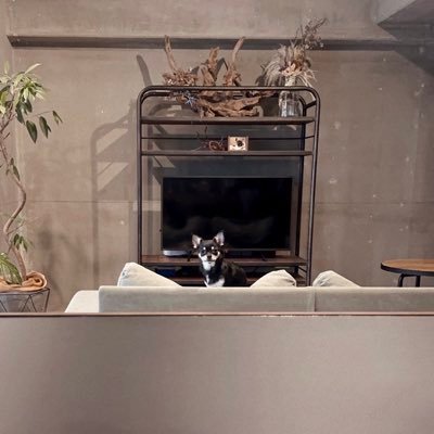 1003kyon_x's profile picture. Housewife 🧺｜172cm 👩🏻｜Eleven 🐶｜MyHome🚪｜Tesla model3 Diamond Black 🔌｜PS5 MHWs & BIOHAZARD 🎮