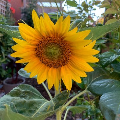 SuzyBG2020's profile picture. Have left X and come back. It's the only place to get the full picture of where we're heading.