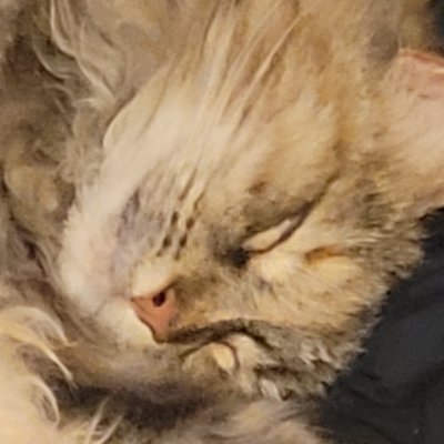 MoshiMochiku's profile picture. 