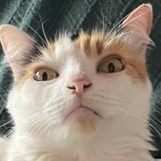 luliheloisa's profile picture. danço boi