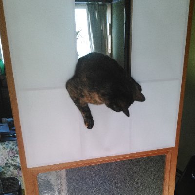 avondaran's profile picture. can't help falling in loveを耳にすると
起立してオレンジ色のものを掲げ出す魚類です。

雰囲気で構造屋っぽい感じのことしているけど
木造以外よくわかってない建築屋です。

普段はビールの海を泳いでますが血液は
日本酒で出来ています。嘘です探さないでください。