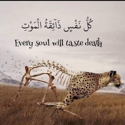 MohamedGal77153's profile picture. Every Soul Will Taste Death
      ♥️INSHAH ALLAH♥️