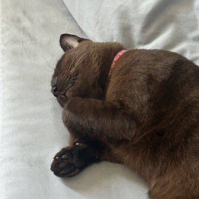 MimiewN's profile picture. ไม่เคยติ่งเกาหลีมาก่อน ตกม้าตายเพราะ PLAVE วอนรุ่นพี่เห็นใจคนเพิ่งเข้าด้อมด้วยคับ : ขายพวงกุญแจผลไม้ 🫐🍋🍑🍎🍈 : คุยได้นะคะเพิ่งหัดขายค่ะ