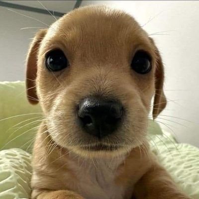 pibblepuppy's profile picture. 