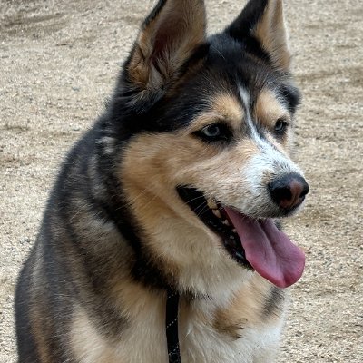 Ken_Kiyama1's profile picture. Spending most of my time at the 🦋site.
I check back here for some accounts that aren't active over there yet, and to see how stupid it's gotten here.