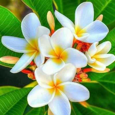 IAbdulgani55264's profile picture. With Allah nothing is impossible