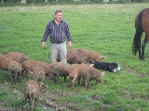 i rear an old irish breed of pig called the irish grazer.i make and sell my own traditional pork products.puddings salamis etc.