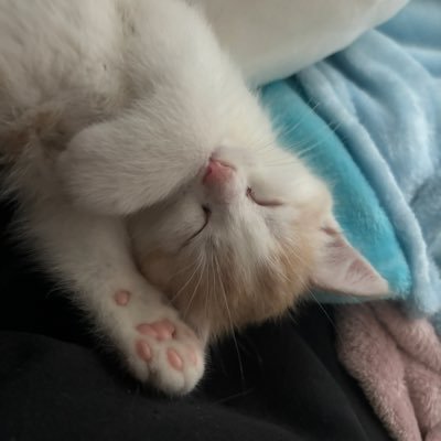 UnekoChan_'s profile picture. 👾 | Streameuse #twitch ⠀⠀⠀⠀⠀ ⠀⠀⠀⠀⠀⠀⠀ ⠀⠀⠀⠀⠀ 🌸 | #Cosplayeuse |IG unekochan_cos| ⠀⠀⠀⠀ ⠀⠀⠀⠀⠀ 🍡 | Contact pro Unekocontact@gmail.com @UnekoPrivate @Unatwitch