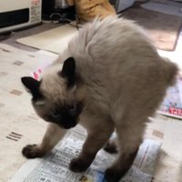 猫好きなおばさん。 (@kaoritjkc) 's Twitter Profile Photo