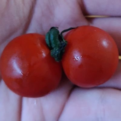 Chikuwaittouhei's profile picture. デュオリンゴと文房具が大好き！