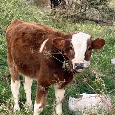 rookie_lov3r's profile picture. soy alérgico al camarón