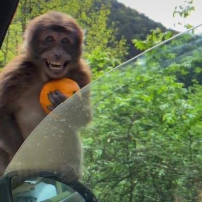 vangeelis's profile picture. 