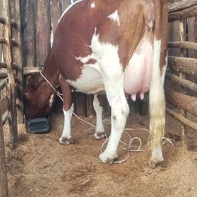 mkaswa's profile picture. Farmer