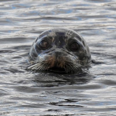 gbd177's profile picture. Birder, nature lover, photography, knit/crochet/pickleball. I see birds everywhere I go 😁 All photos are my own, unless RT.