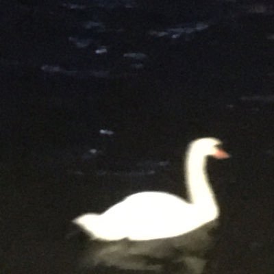 imvn_4's profile picture. pas ouehda